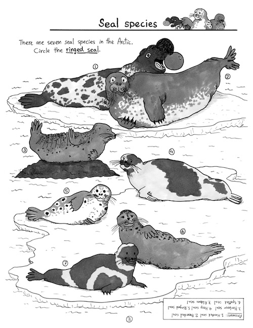 Liste des phoques présent au Nuvanut et en arctique canadien - All the seal species possibly present in Canadian Arctic and Nuvanut