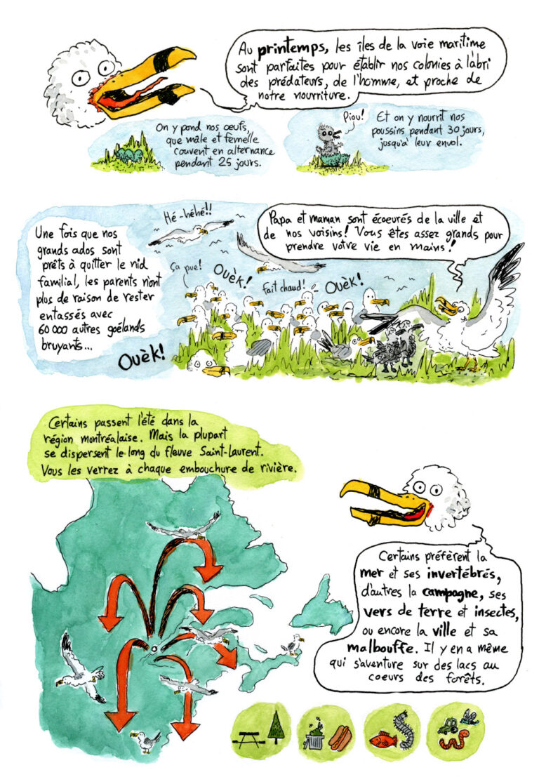 Bande dessinée de vulgarisation scientifique sur le goéland à bec cerclé: page 5, on montre la migration post-nidification des goéland au Québec
