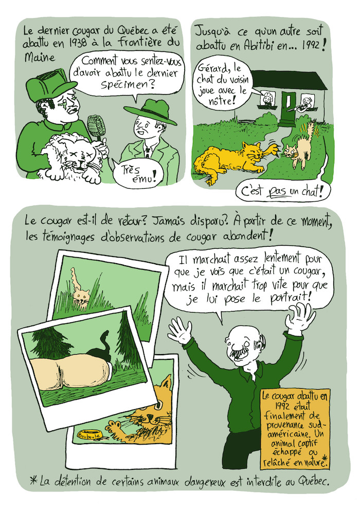 Bande dessinée de vulgarisation scientifique sur la présence du Cougar de l'Est au Québec
