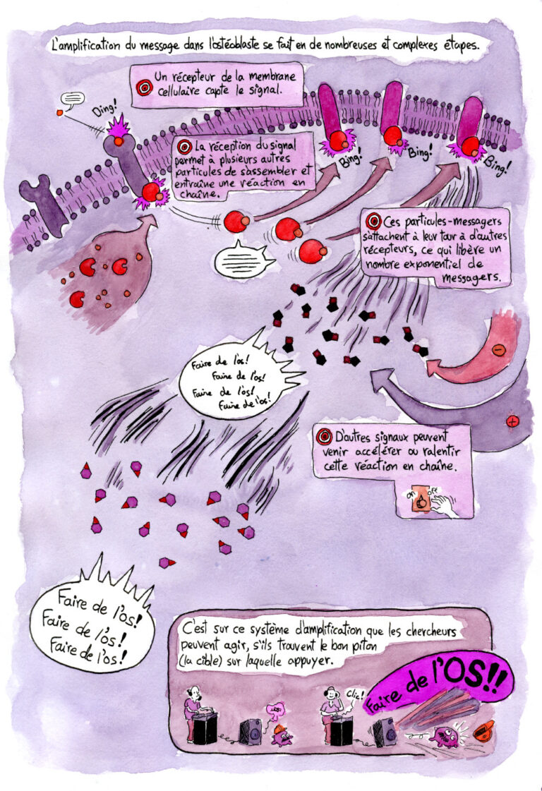 Bande dessinée de vulgarisation scientifique sur la physiologie de l'os et les travaux de recherches à l'hôpital Shriners de Montréal