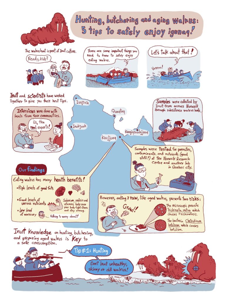 Bande dessinée sur la consommation de la viande de morse dans les communautés inuites au Nunavik, Québec