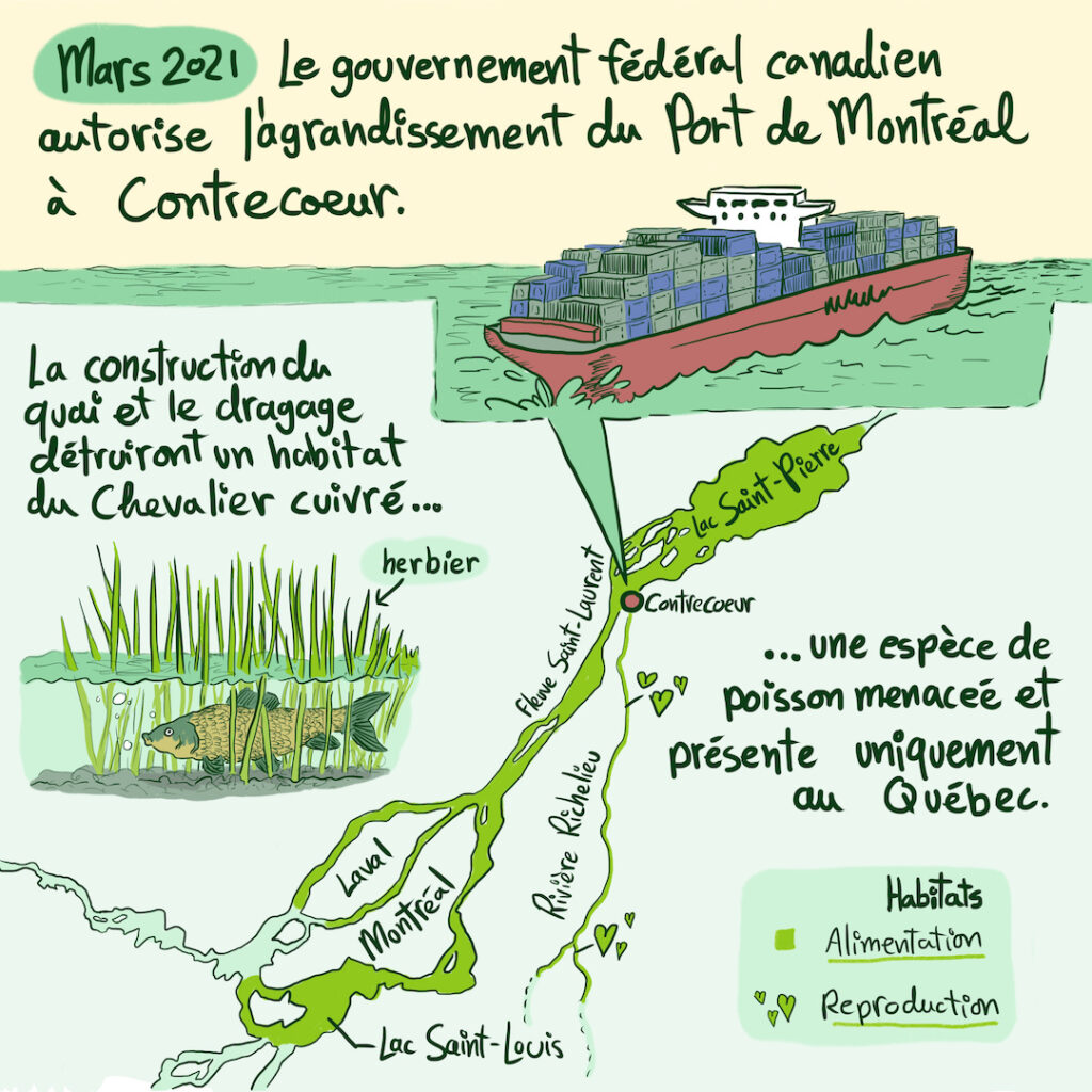 3e capsule en BD sur la COP 15 et la biodiversité: compensation de la destruction de l'habitat du Chevalier cuivré par l'agrandissement du port de Montréal à Contrecoeur