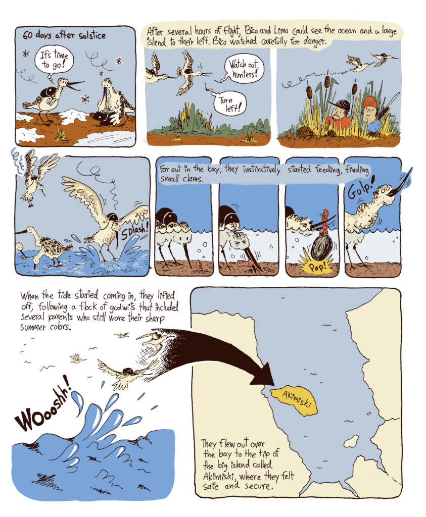 Bande dessinée sur la Barge Hudsonian, créée pour Nature Canada. The Story of Bico, a comic about the Hudsonian Godwit, create for Nature Canada.