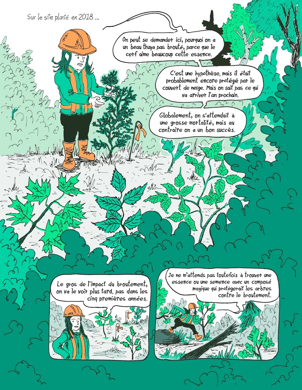 Extrait d'un reportage en bande dessinée sur l'impact du broutement des cerfs sur la migration assistée des arbres dans les forêts du Québec